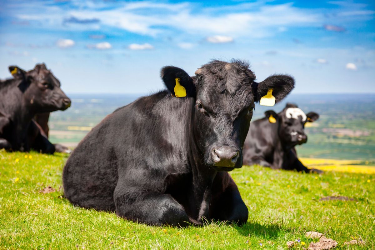 Black Aberdeen Angus beef cattle at pasture on the South Downs hill in rural Sussex, Southern England, UK
