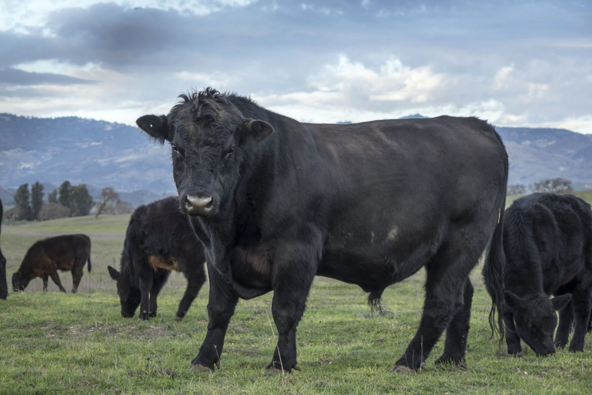 Side view of a Black Angus bull with his herd, looking at camera. Scenic background